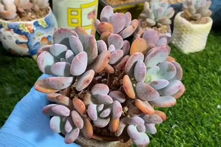 能促进果树花芽分化八九月份施什么肥最好？