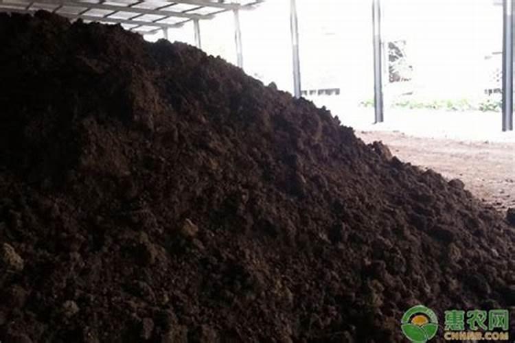 福建水果特产有哪些