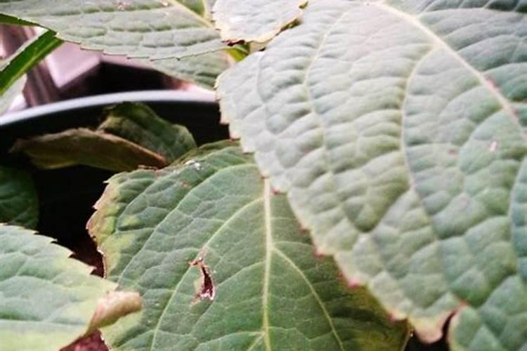 用放凉了的开水浇植物对植物有害吗？