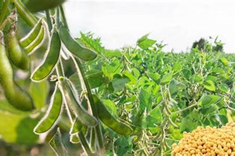 磷肥和钙肥能一起用吗 磷肥是酸性还是碱性的
