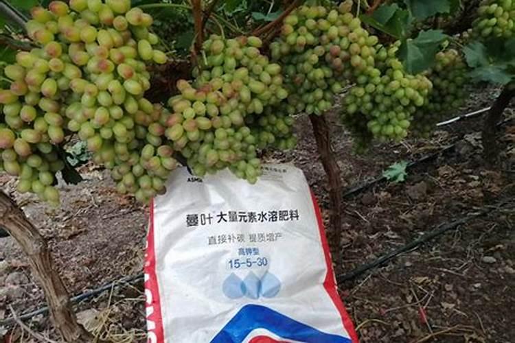 葡萄膨果期用什么肥料,葡萄各个时期的施肥注意事项