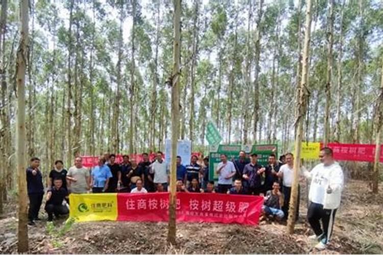 桉树需要什么样的肥料？