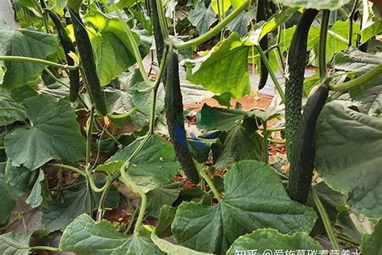 水果黄瓜,冲什么钙肥好？