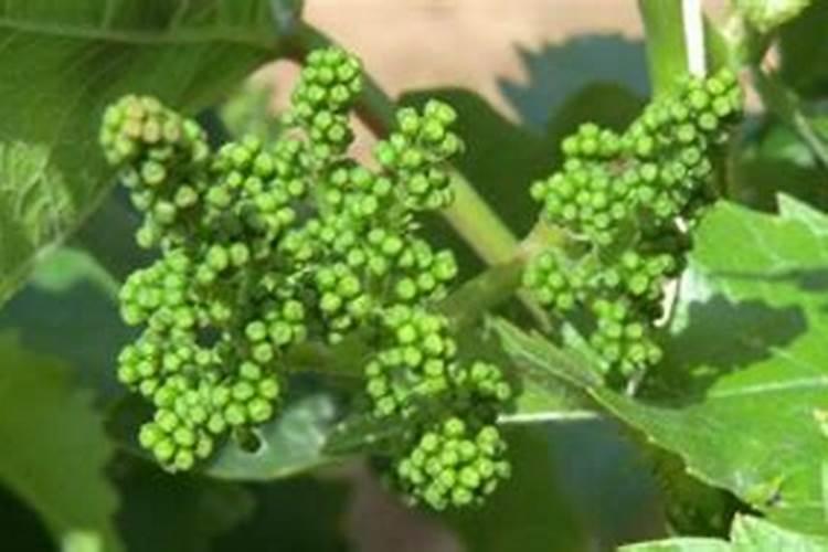 葡萄结果时如何施肥