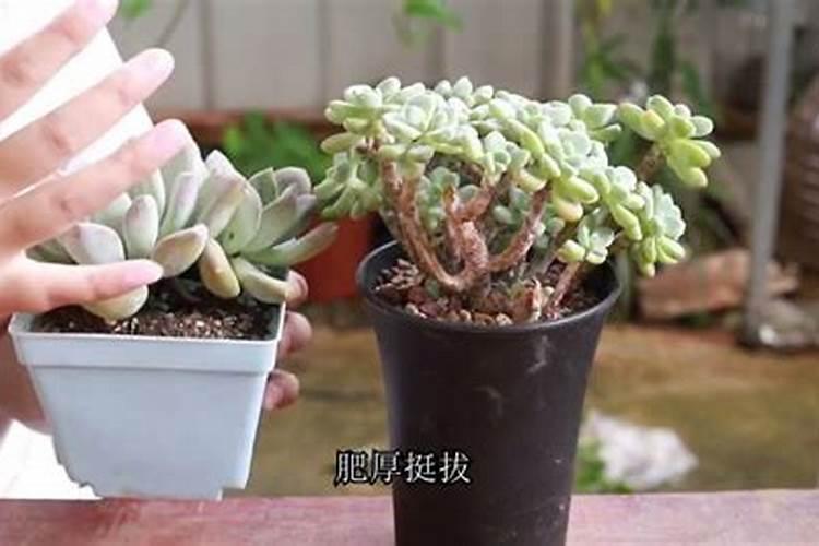 百香果树如何施肥