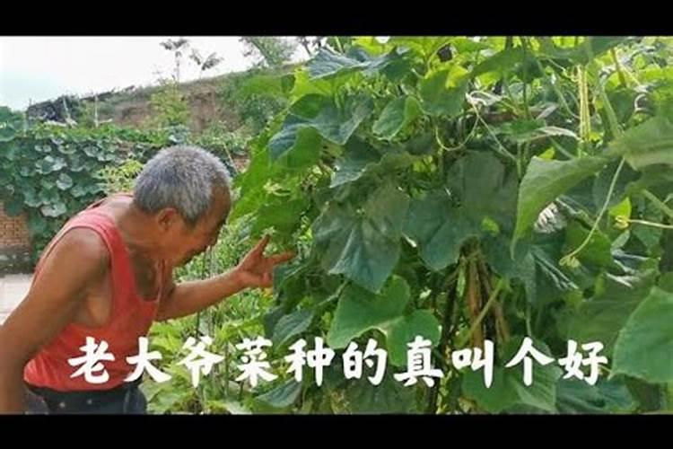 你好,请问玉米专用肥黄豆使用可以吗？