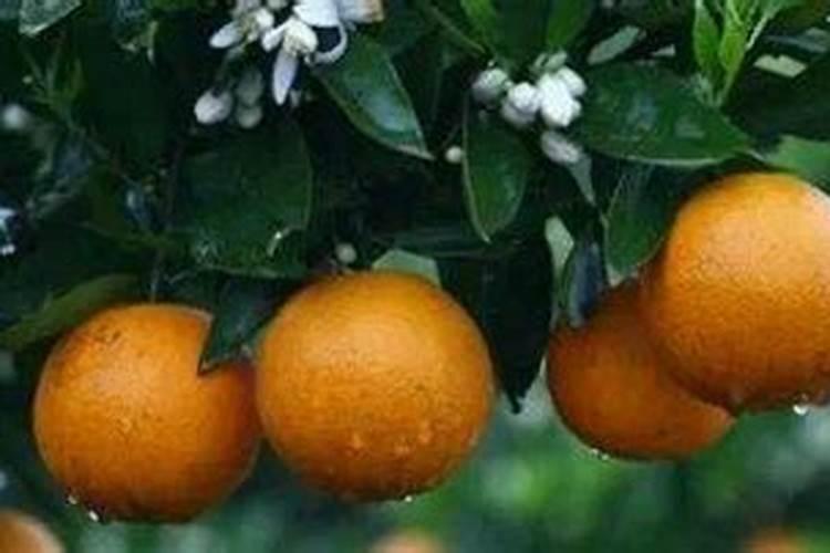 肥料增效剂属于激素类吗