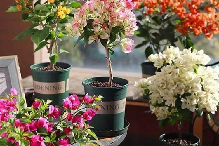 植物什么时候施用磷肥