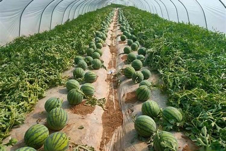 西瓜用什么肥料最好