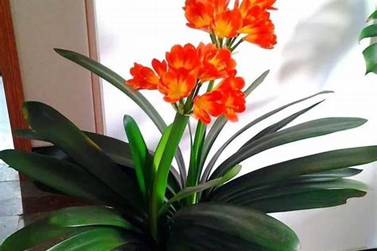 草籽出芽后几天可以施复合肥