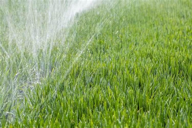 草莓花的样子描写