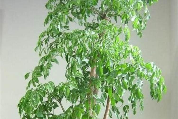 幸福树怎么管理打理
