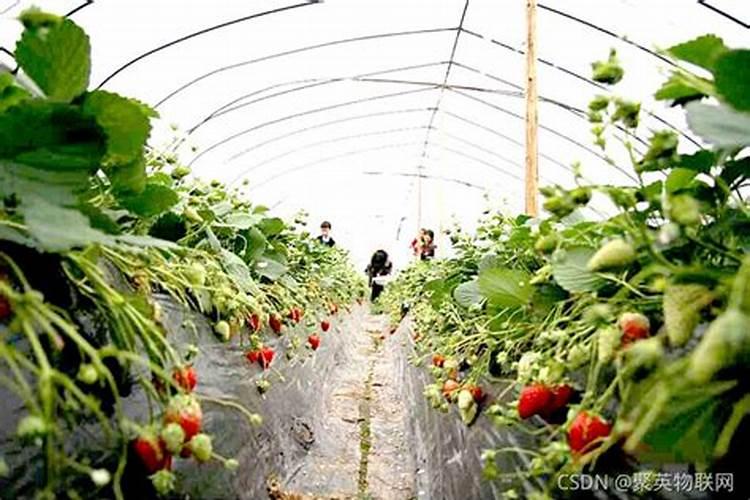 大葱增收高产怎么施肥？用什么肥效果好