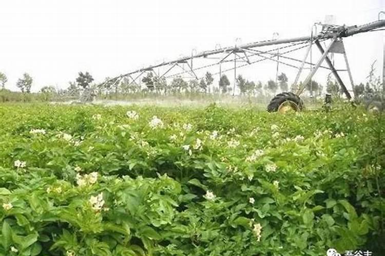 我将龟背竹分株栽培 这是剩下的气根 没想到长出新芽了 该如何培育百 ...