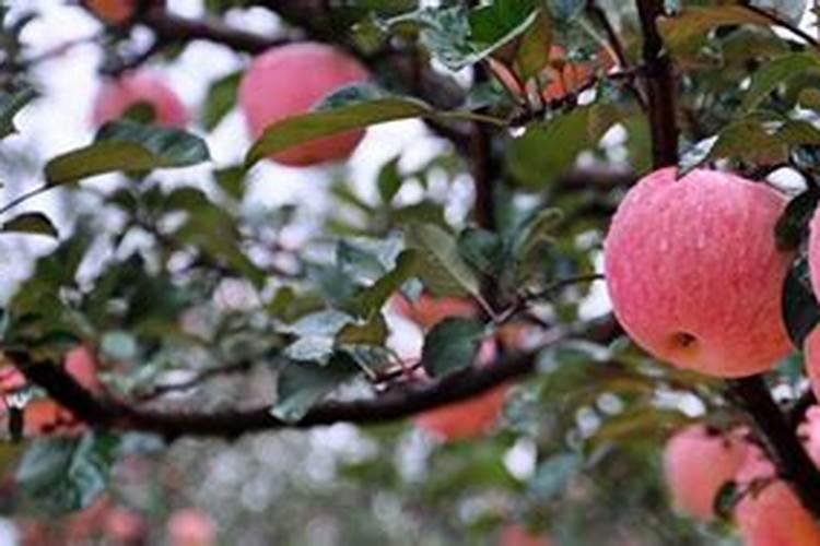 苹果树一年施几次肥