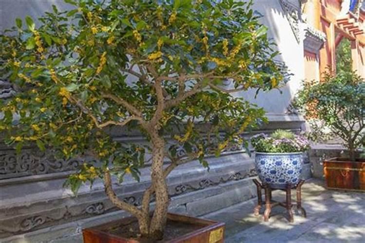 桂花施肥过多或者农药中毒怎么办