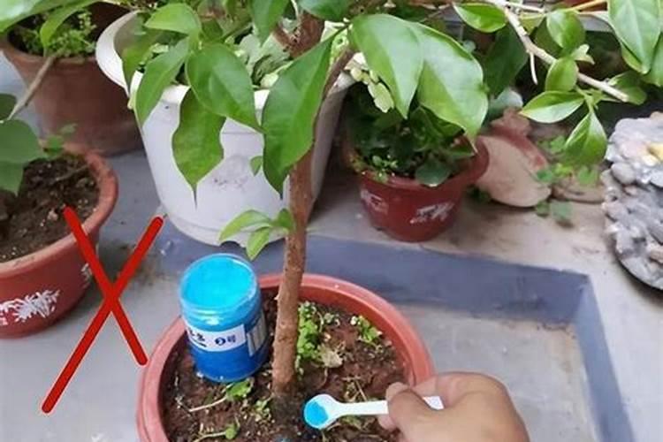 西瓜种植底肥用什么肥？