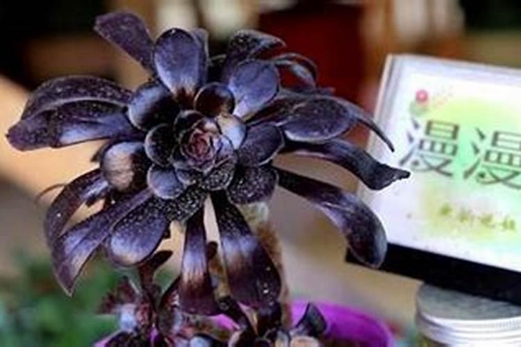 黑法师用什么肥料