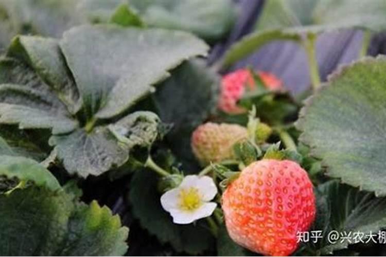 草莓施肥用什么肥料