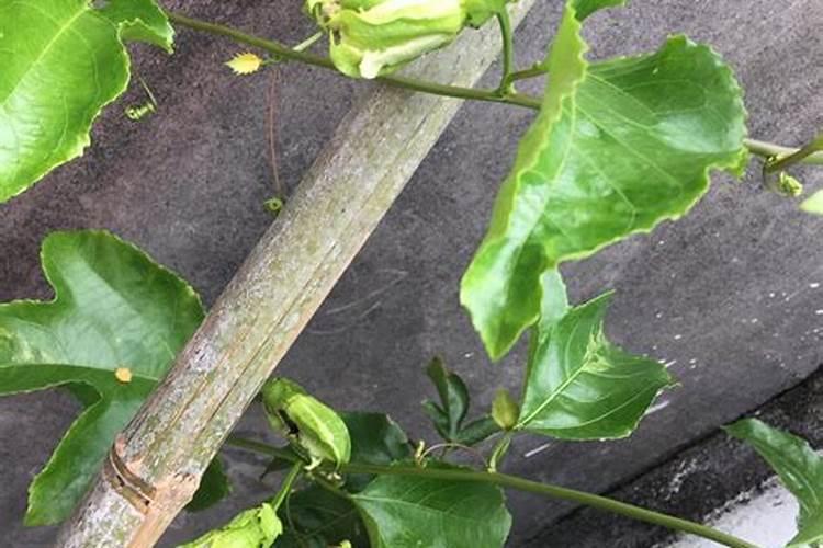 小麦打多效挫后,能再打芸苔素内脂吗？对小麦可有影响？