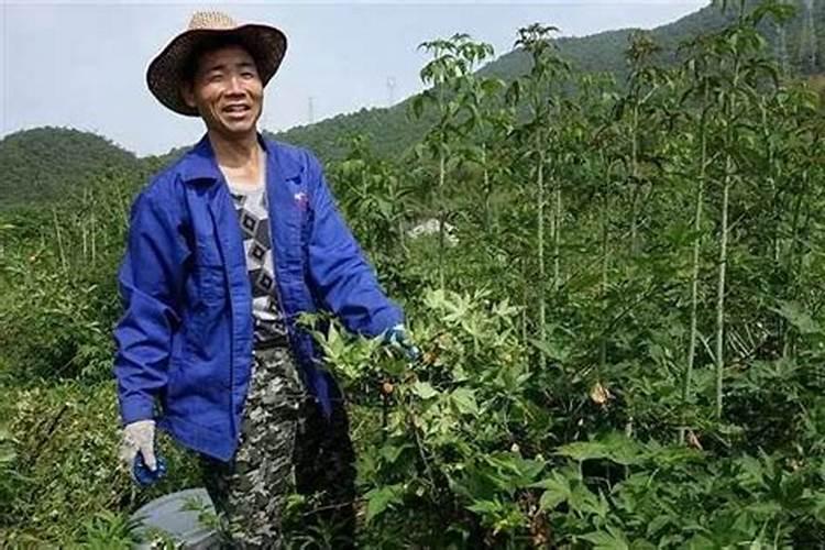 养花需要什么土