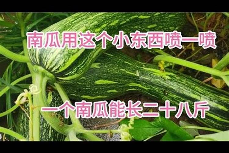 南瓜施什么肥