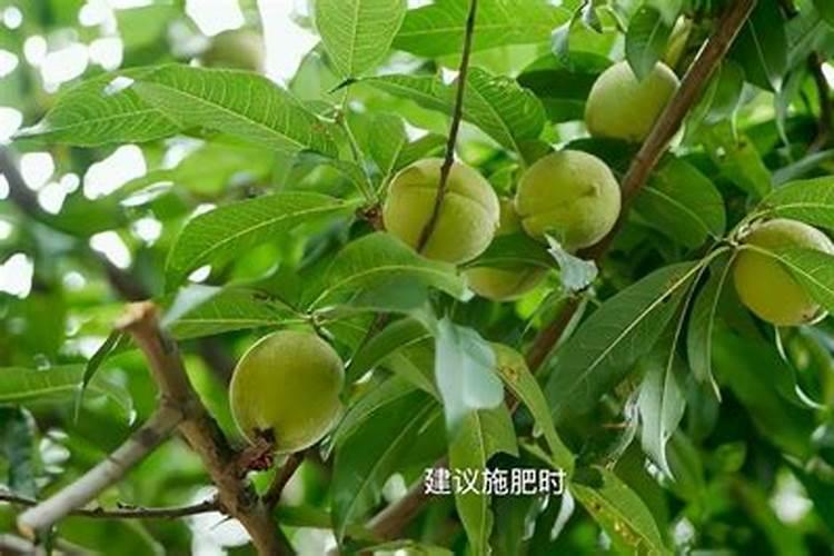 换盆后多久可以施肥