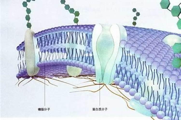 请问百度有一种花叶子挺厚我不知道叫什么名字你给我查查来