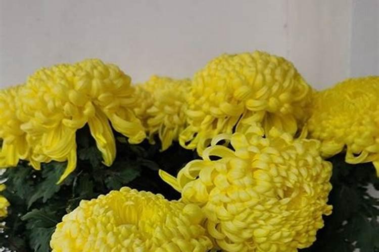 夏天棉花施肥方法和时间 夏天棉花施肥用什么方法和时间如何安排百度...