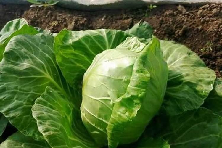 有机肥含有什么元素