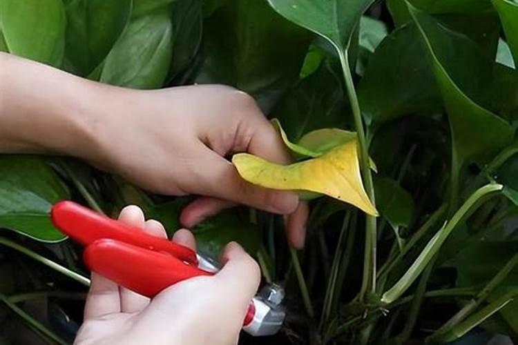 移栽瓜苗小苗干大苗用什么叶面肥最好最快？？