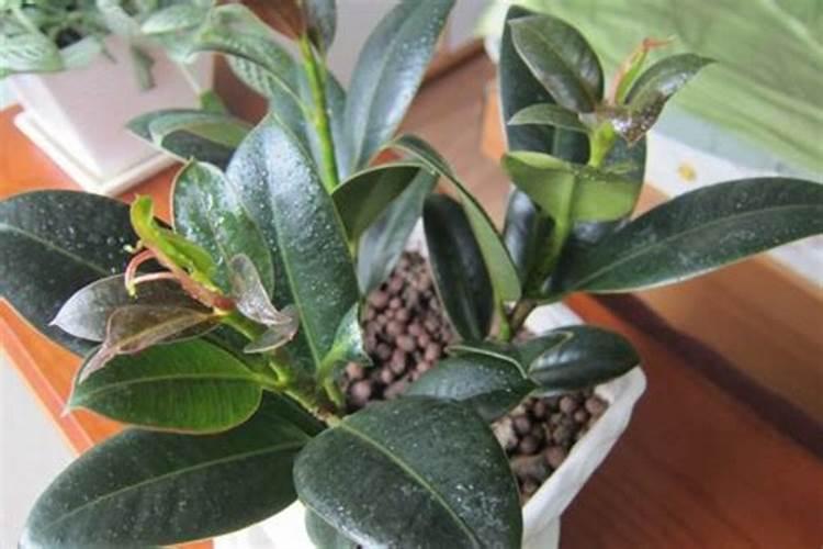 种的菜上打了雷达药水还能吃吗