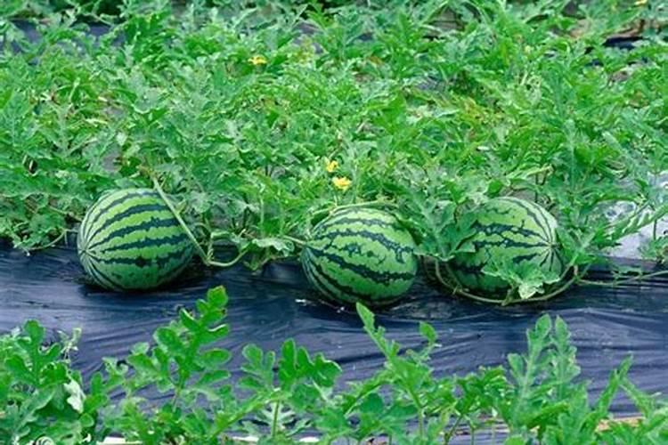 番茄酱品牌排行榜前十名2024年,番茄酱的制作方法和步骤