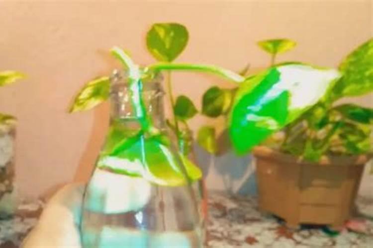 本草纲目之火部