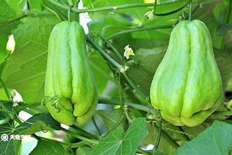 微量元素肥料的使用方法是什么