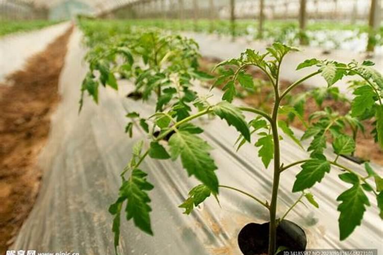 西红柿种植用什么肥