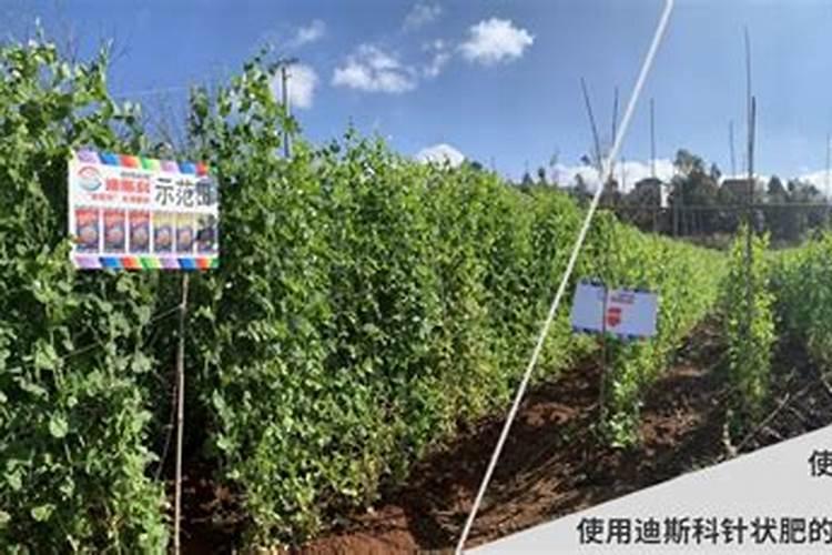 如何掌握荷兰豆的施肥技术？