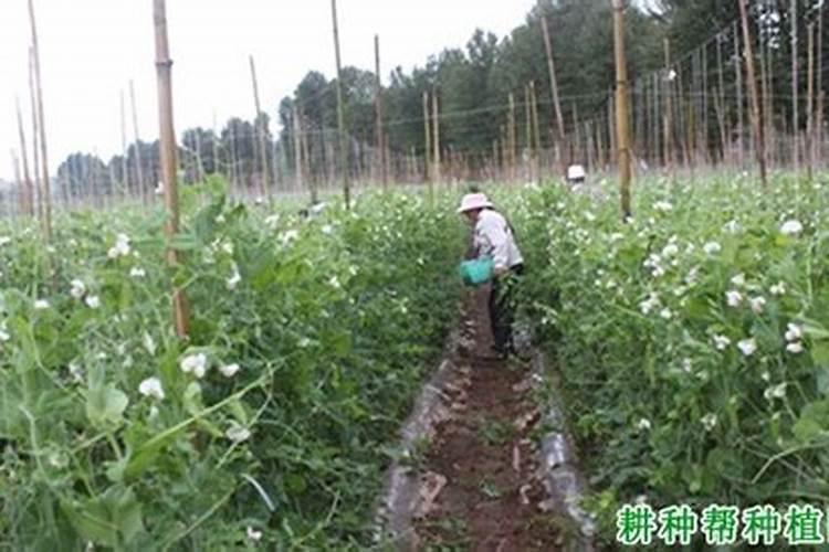 荷兰豆落花落果的原因