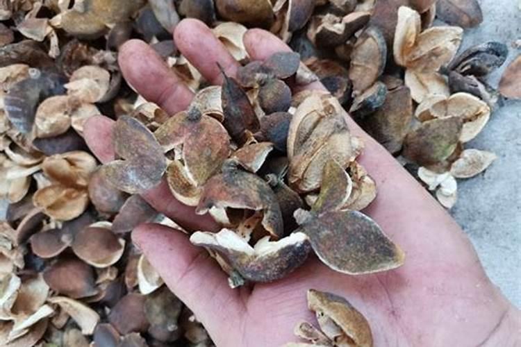 油茶茶壳做肥料的好处 油茶茶壳做肥料