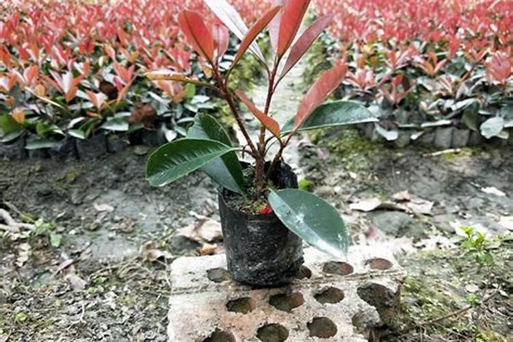 草莓冲什么能增加甜度