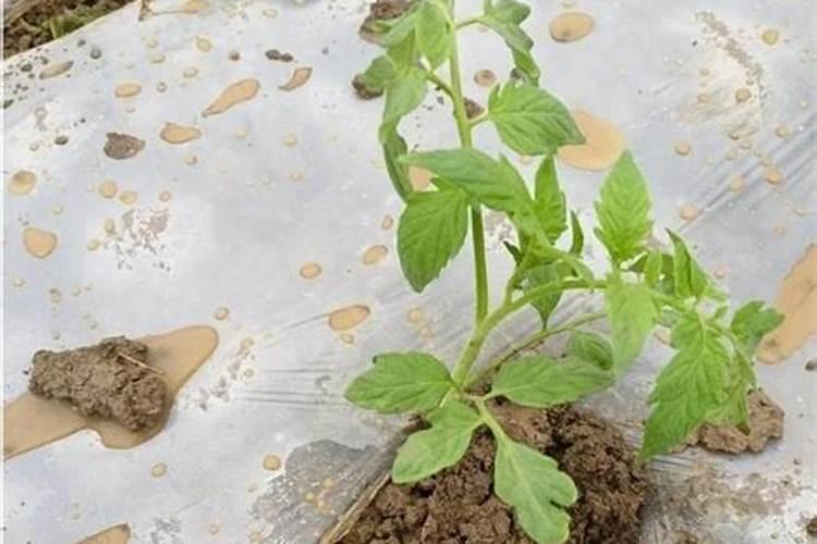 请问老师!西红柿苗从茬死棵烂苗怎么处理能不在死棵烂苗？