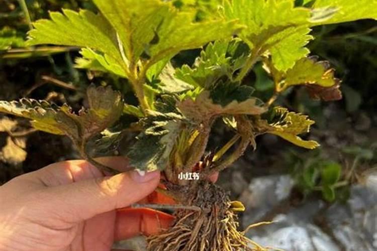 应季水果时间表