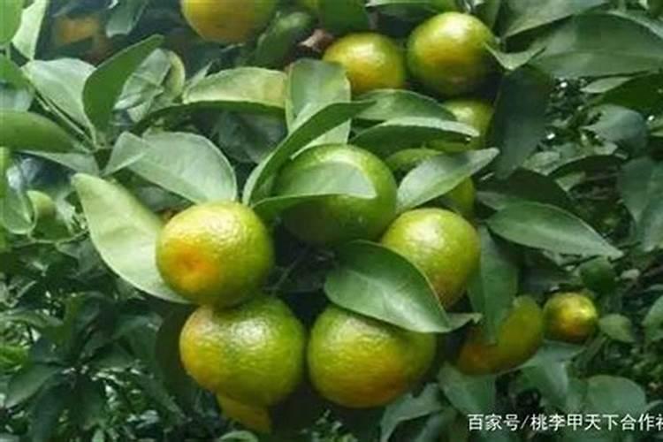 番茄果颜色不正,绿背果子了