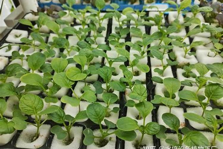 各种蔬菜种植后几天可以施肥 各种蔬菜种植后几天能施肥呢