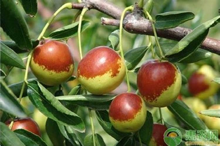 冬枣开花前能喷唅氮叶面肥吗？