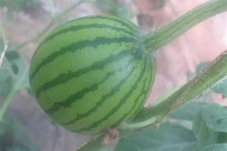 氯肥是什么肥料 氯肥对植物的作用