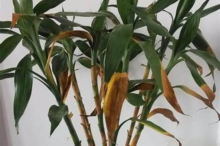 植物缺氮的症状,怎么办