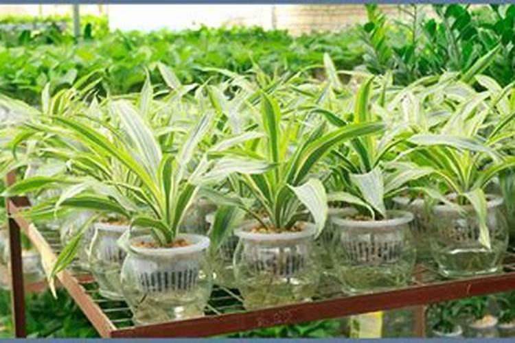 月季花正在开花时可以施肥吗