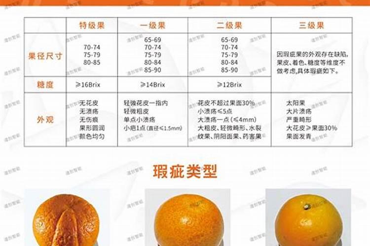 沃柑初果期种植管理技巧 沃柑养殖方法总结