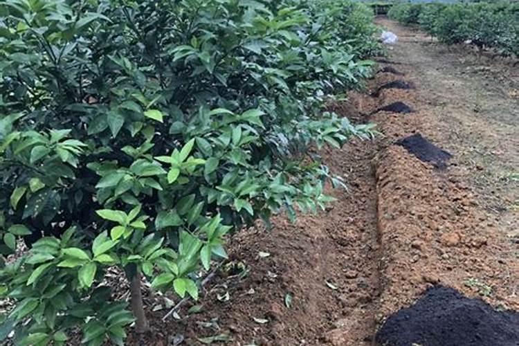 无核沃柑091的保花保果方案,无核沃柑091适合哪些地方种植